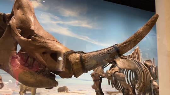 【镜头合集】大型恐龙化石猛犸象