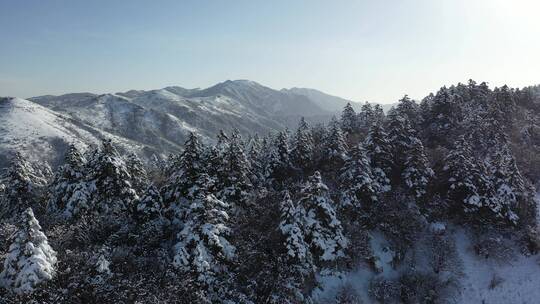 航拍湖北神农架冬季冬天阳光冰雪雪松雪景