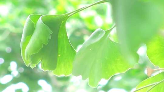 银杏树叶夏天夏季绿树绿叶视频