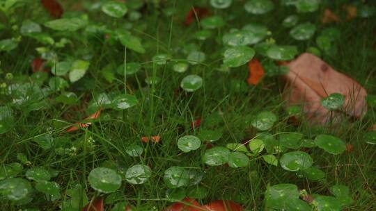绿色植物上的雨滴