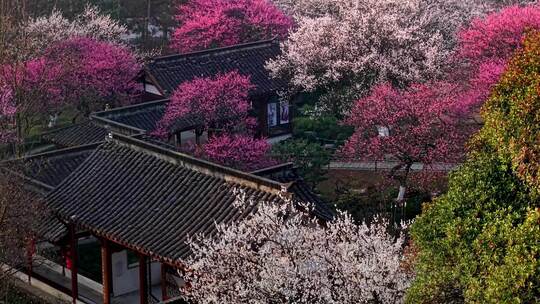 杭州植物园梅花