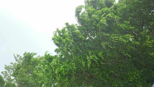 树台风暴雨风摇摆雨雨季风暴大风天空叶子