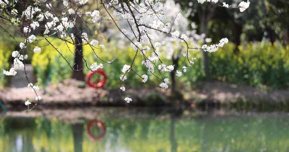（合集）杭州阿里巴巴西溪园区春天樱花盛开
