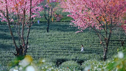 大理无量山樱花谷