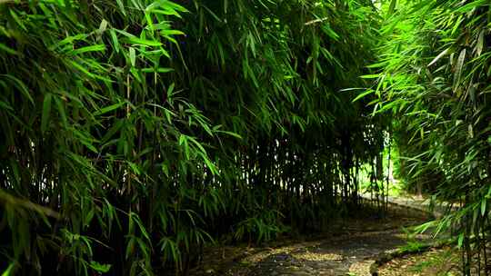 江南园林竹林竹子唯美的禅意空镜