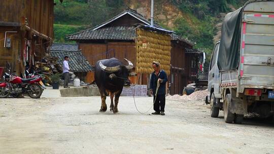 老人牵着牛在村里行走