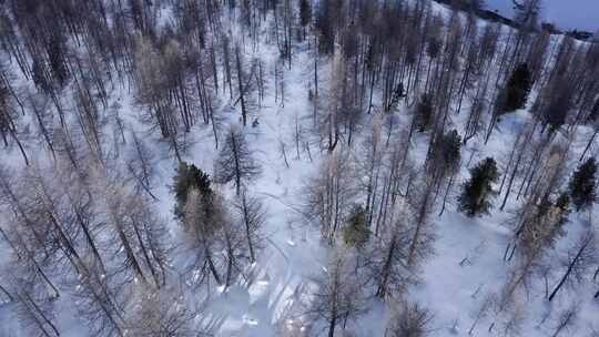 航拍被大雪覆盖的桦树林