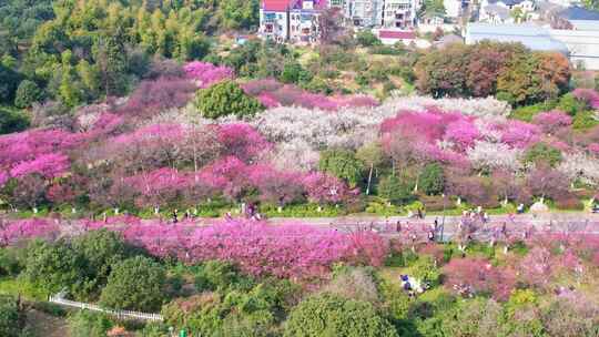 杭州超山春天梅花航拍