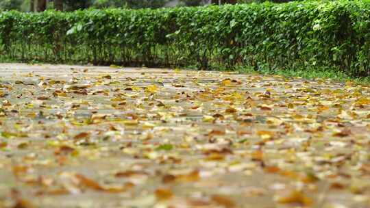 铺满落叶的路面实拍