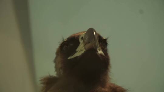 秃鹰老鹰苍蝇标本模型视频素材模板下载
