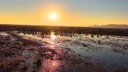 贵州毕节威宁草海朝霞日出黑颈鹤