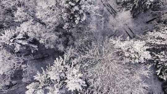 无人机上帝视角俯拍冬天白雪覆盖的森林