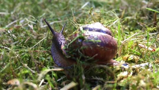 草堆上特写的蜗牛