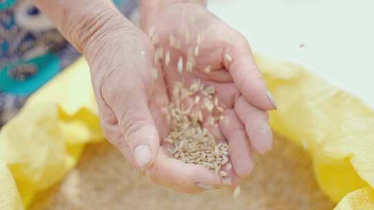 农民丰收双手收获稻子