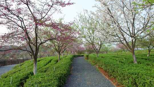 中国湖南省郴州市樱花茶园航拍风光