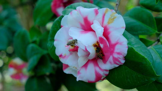 花园蜜蜂飞舞采蜜 山茶花