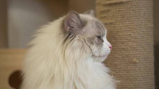 喵星人撸猫爱猫人士猫咪可爱猫咪