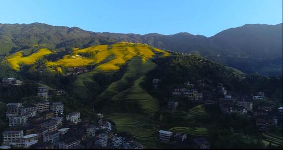 梯田 秋 乡村