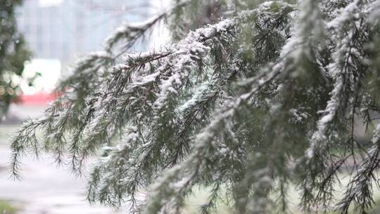 下大雪披着雪衣的圣诞树枝