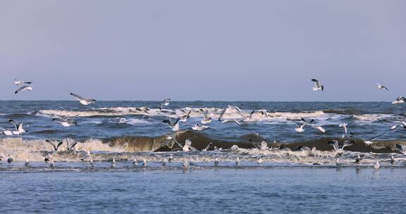8k实拍海滩上的一大群海鸟