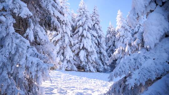 冬天大自然阳光下雪松美景镜头特写