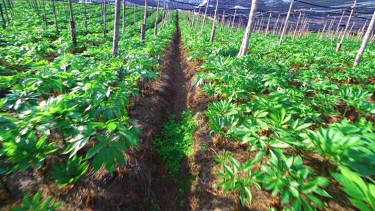 三七种植基地幼苗生长环境视频素材模板下载