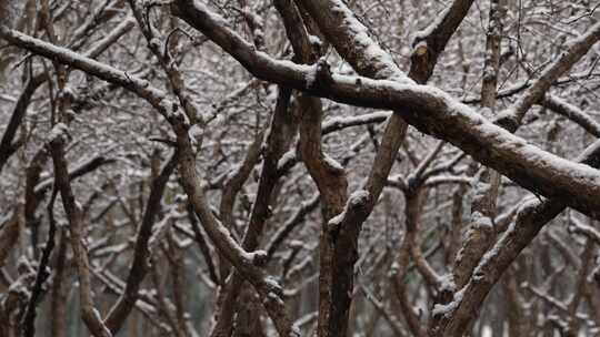 寒冷冬天公园里大雪中的树木空境升格