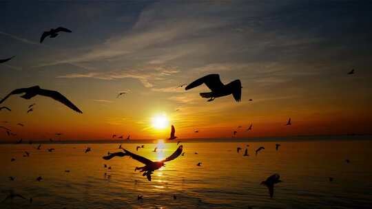 海边的日出和海燕大雁海鸥