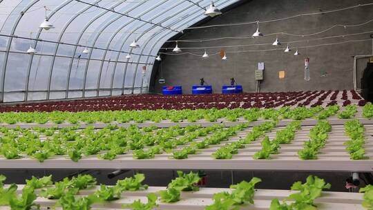 水培蔬菜  温室大棚  现代化农业