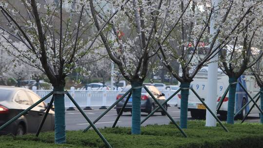 道路边成排成行的樱花树