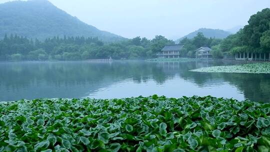 杭州西湖景区花港观鱼雨天