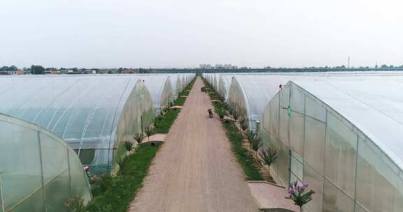 航拍蔬菜大棚种植基地