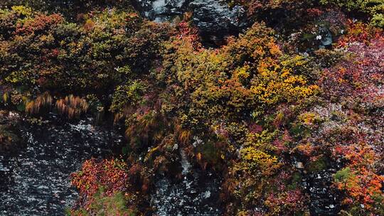 雨崩高山植被视频素材模板下载