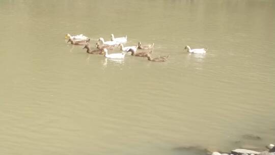 山村河水里觅食的麻鸭鸭子
