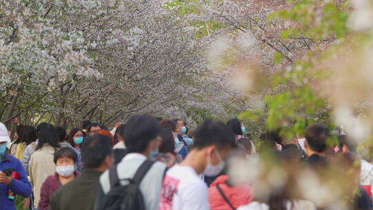 樱花玉渊潭