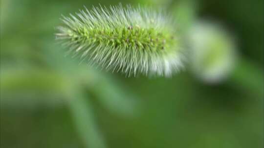 植物昆虫微距摄影实拍