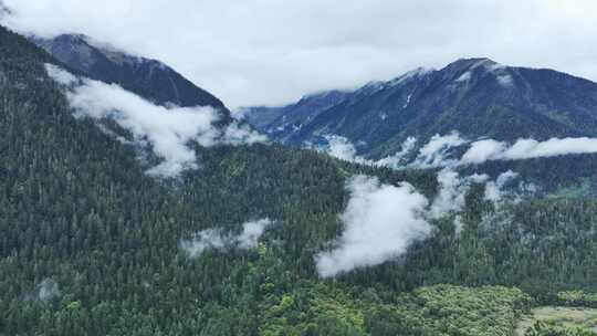 航拍云雾缭绕的西藏林芝波密帕隆藏布江风景