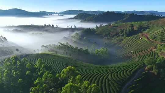 航拍云雾缭绕的茶山