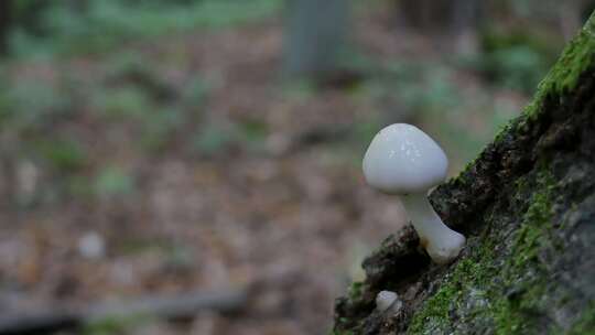 森林树干上的小蘑菇