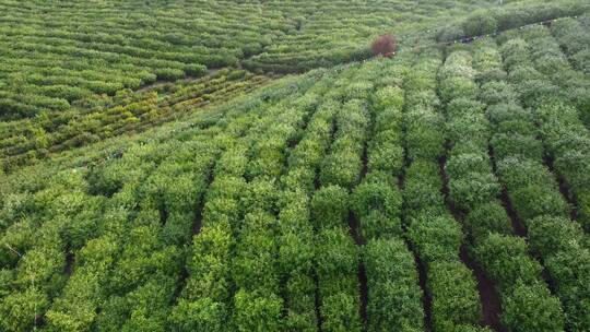 茶茶山茶园