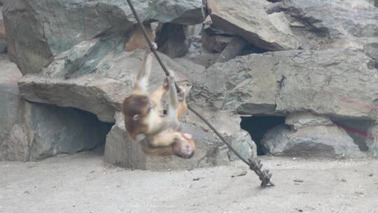 猴子幼崽小猴互相打闹视频素材模板下载