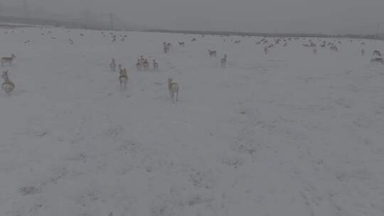 冬天雪地里来了野生黄羊