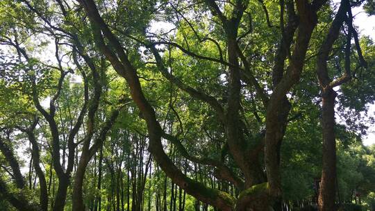 实拍参见大树绿色植物视频素材模板下载