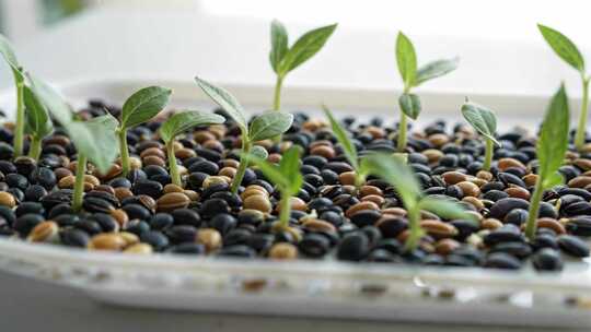 豆子发芽微距特写