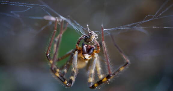 一只用蜘蛛网猎食的蜘蛛特写镜头