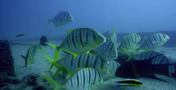 Golden Trevally，鱼，水下