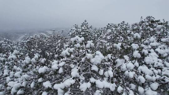 航拍松间白雪