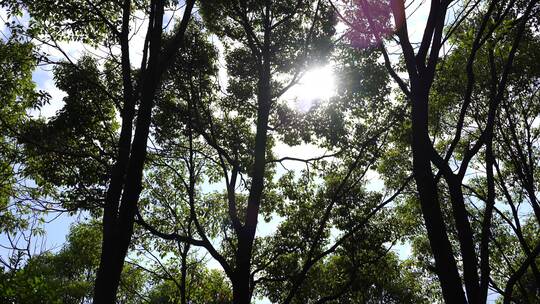 森林里抬头看树林仰视仰拍逆光仰望阳光树林