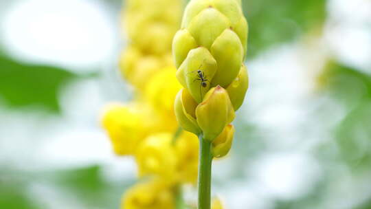 花朵上的蚂蚁实拍