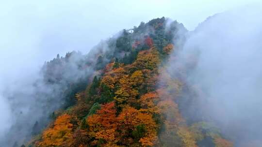 高清实拍眉山洪雅瓦屋山森林